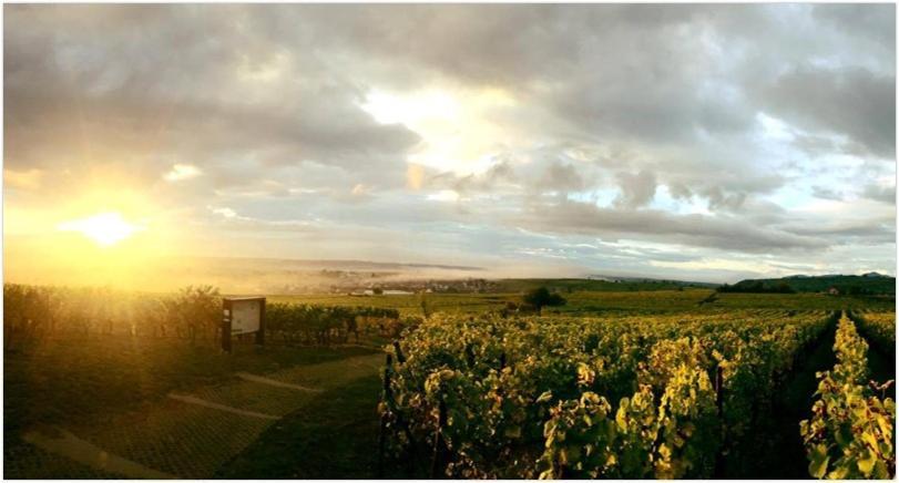 Villa Le Vent D'Ange Zellenberg Esterno foto